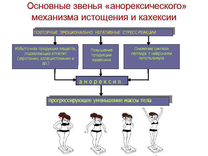 Основные звенья «анорексического» механизма истощения и кахексии ПОВТОРНЫЕ ЭМОЦИОНАЛЬНО НЕГАТИВНЫЕ СТРЕСС-РЕАКЦИИ Избыточная продукция веществ,