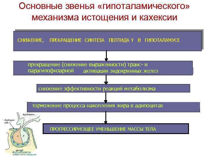 Основные звенья «гипоталамического» механизма истощения и кахексии СНИЖЕНИЕ, ПРЕКРАЩЕНИЕ СИНТЕЗА ПЕПТИДА Y В ГИПОТАЛАМУСЕ
