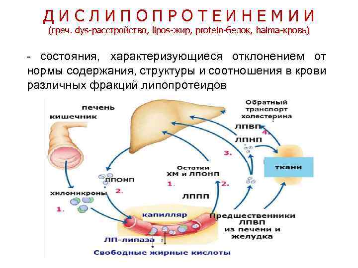ДИСЛИПОПРОТЕИНЕМИИ (греч. dys-расстройство, lipos-жир, protein-белок, haima-кровь) - состояния, характеризующиеся отклонением от нормы содержания, структуры