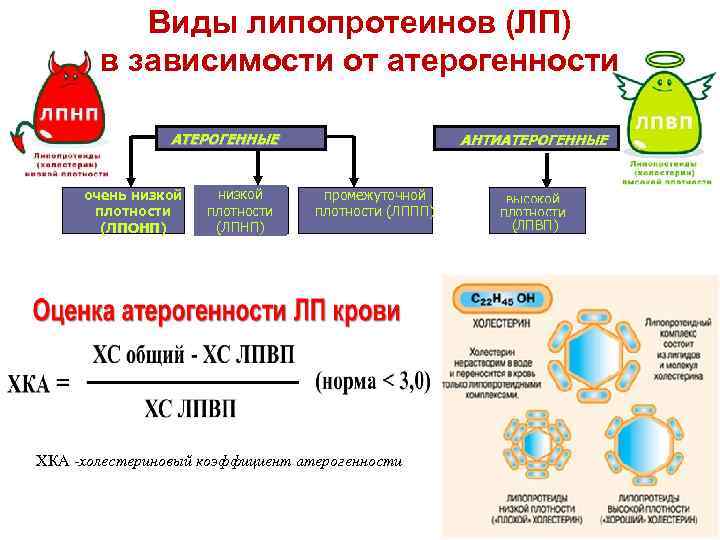 Виды липопротеинов (ЛП) в зависимости от атерогенности АТЕРОГЕННЫЕ очень низкой плотности (ЛПОНП) низкой плотности