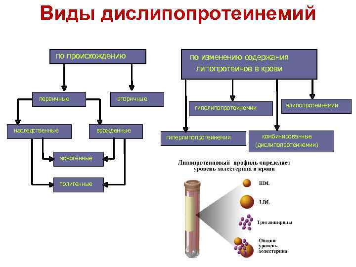 Виды дислипопротеинемий по происхождению первичные по изменению содержания липопротеинов в крови вторичные гиполипопротеинемии наследственные