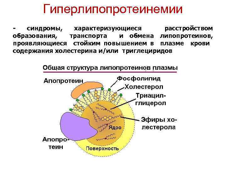 Гиперлипопротеинемии синдромы, характеризующиеся расстройством образования, транспорта и обмена липопротеинов, проявляющиеся стойким повышением в плазме