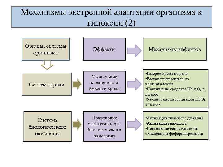 Механизмы экстренной адаптации организма к гипоксии (2) Органы, системы организма Эффекты Система крови Увеличение