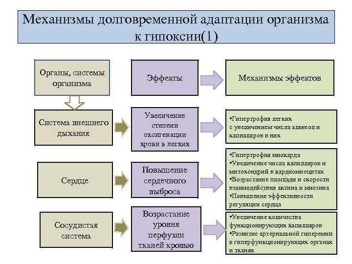 Механизмы долговременной адаптации организма к гипоксии(1) Органы, системы организма Эффекты Система внешнего дыхания Увеличение
