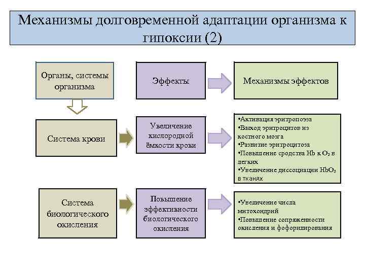 Механизмы долговременной адаптации организма к гипоксии (2) Органы, системы организма Эффекты Система крови Увеличение