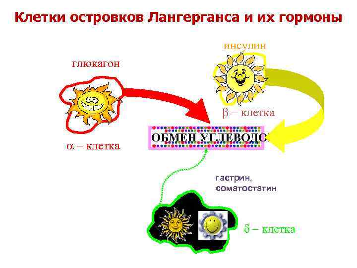 Клетки островков Лангерганса и их гормоны инсулин глюкагон b - клетка ОБМЕН УГЛЕВОДОВ гастрин,