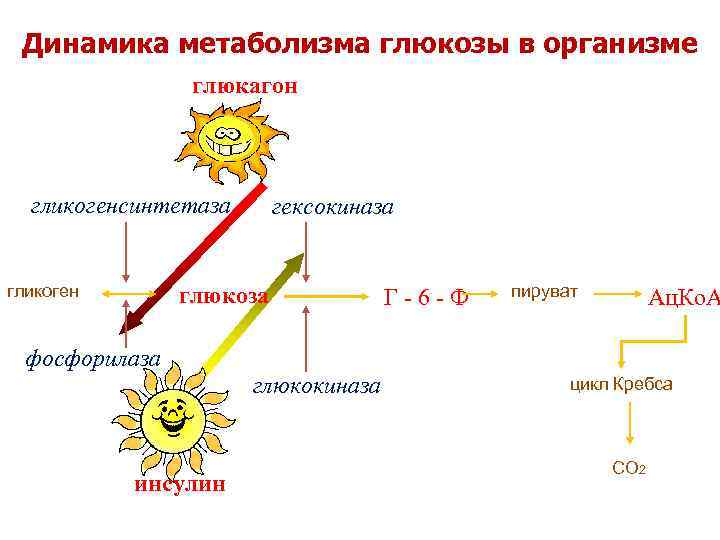 Динамика метаболизма глюкозы в организме глюкагон гликогенсинтетаза гликоген гексокиназа глюкоза Г-6 -Ф пируват Ац.