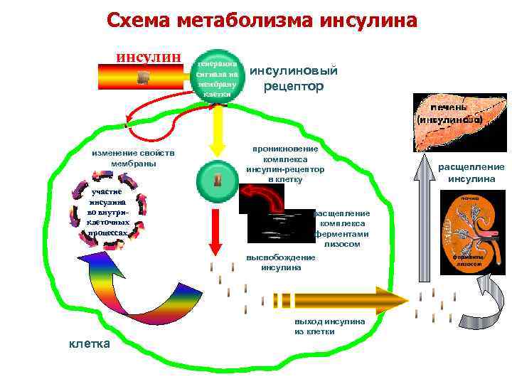 Схема метаболизма человека