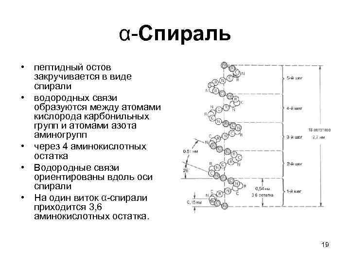 α-Спираль • пептидный остов закручивается в виде спирали • водородных связи образуются между атомами