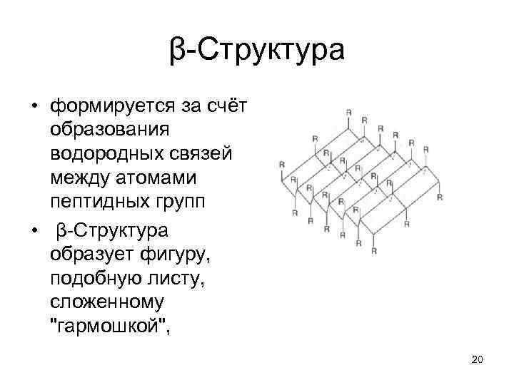 β-Структура • формируется за счёт образования водородных связей между атомами пептидных групп • β-Структура