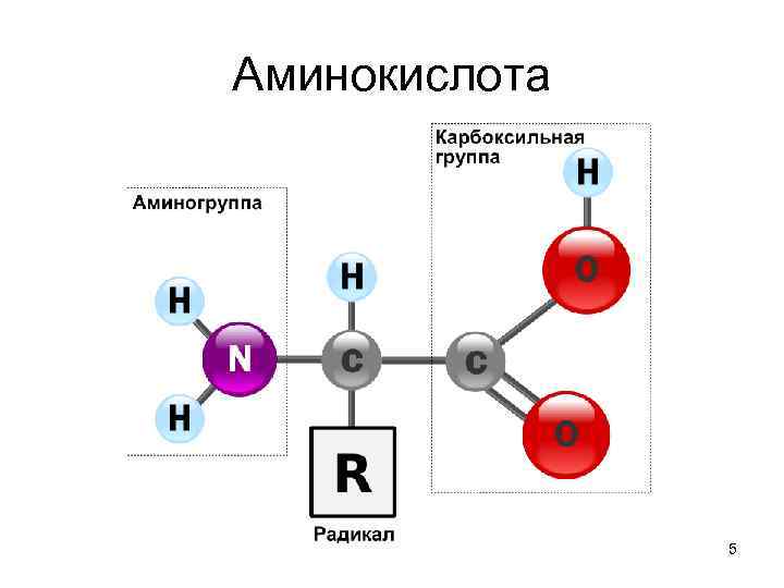 Аминокислота 5 