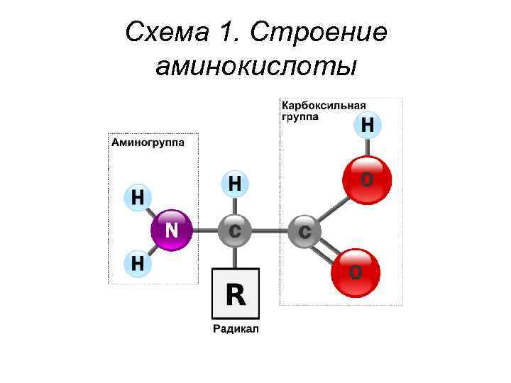 Строение аминокислоты схема