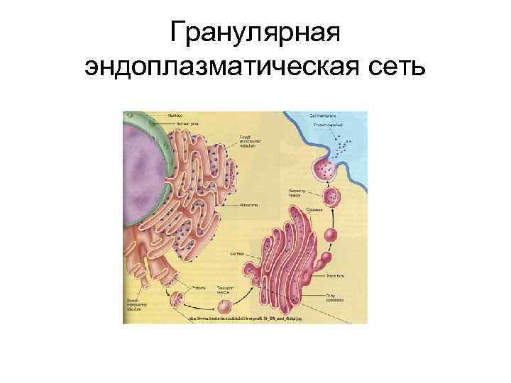 Гранулярная эндоплазматическая сеть 