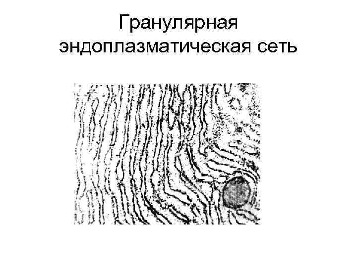 Гранулярная эндоплазматическая сеть 