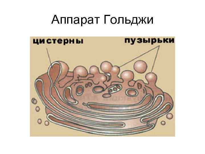 Аппарат Гольджи 