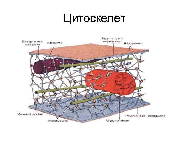 Цитоскелет 