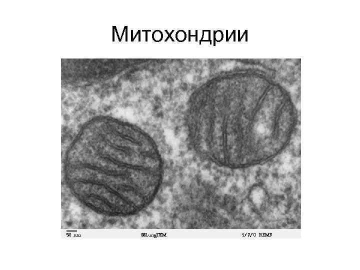 Митохондрии 