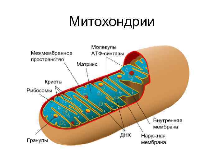 Митохондрии 