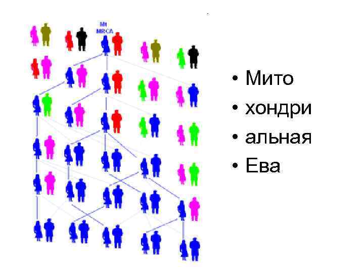  • • Мито хондри альная Ева 