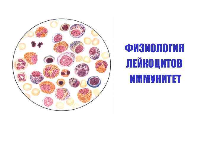 ФИЗИОЛОГИЯ ЛЕЙКОЦИТОВ ИММУНИТЕТ 