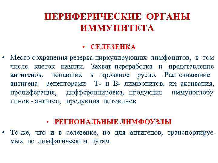 ПЕРИФЕРИЧЕСКИЕ ОРГАНЫ ИММУНИТЕТА • СЕЛЕЗЕНКА • Место сохранения резерва циркулирующих лимфоцитов, в том числе