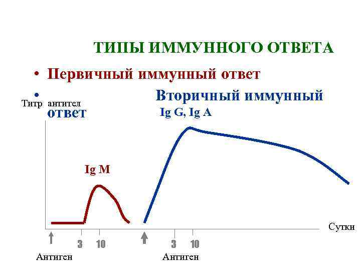 ТИПЫ ИММУННОГО ОТВЕТА • Первичный иммунный ответ • Вторичный иммунный Титр антител Ig G,