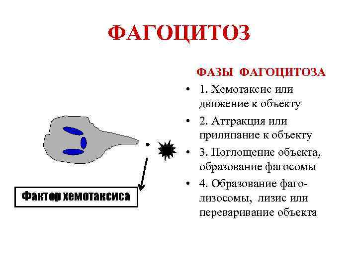 Изучение хемотаксиса