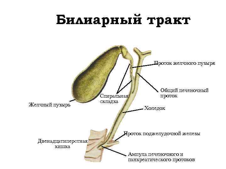 Билиарная дисфункция на фоне деформации желчного пузыря