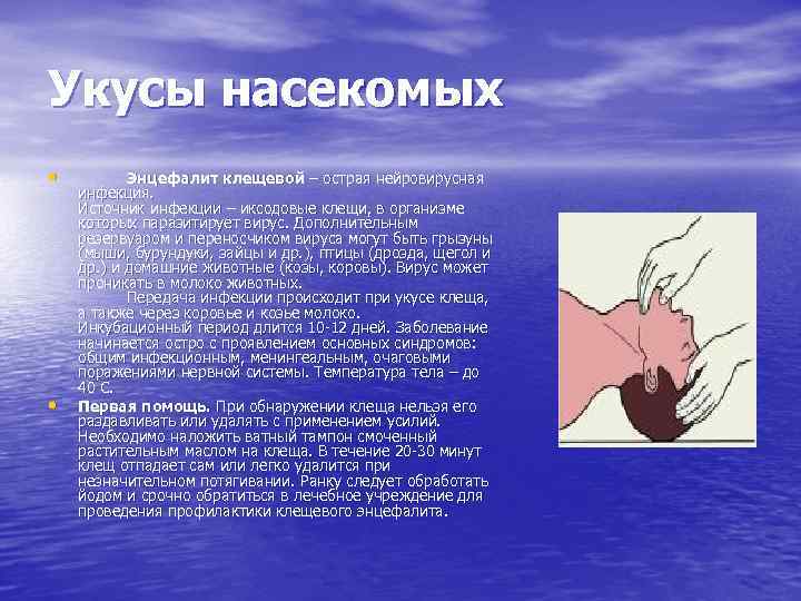 Укусы насекомых • • Энцефалит клещевой – острая нейровирусная инфекция. Источник инфекции – иксодовые