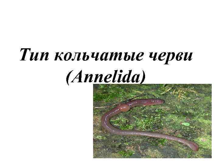 Тип кольчатые черви (Annelida) 