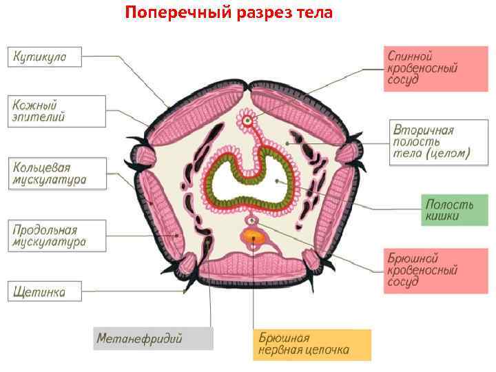 Поперечный разрез тела 