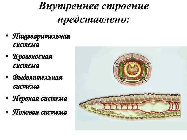 Тип нервной системы ленточных червей