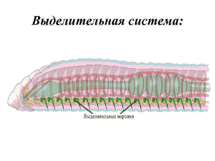 Нервная система кольчатых