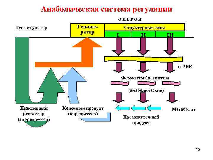 Анаболическая система регуляции ОПЕРОН Ген-регулятор Ген-оператор Структурные гены I II III и-РНК Ферменты биосинтеза