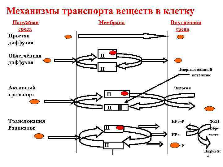 Механизмы транспорта веществ в клетку Наружная среда Простая диффузия Облегчённая диффузия Мембрана П П