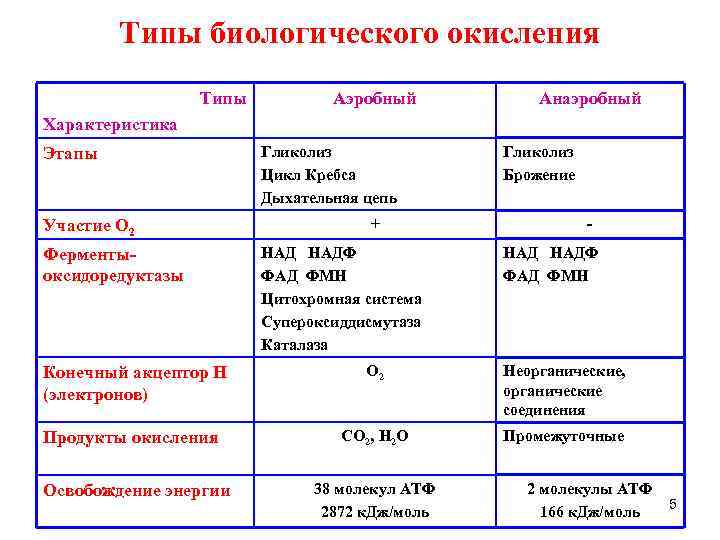 Установите соответствие энергетический обмен