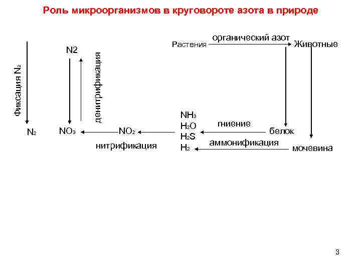 Роль микроорганизмов в круговороте азота в природе N 2 NO 3 денитрификация Фиксация N