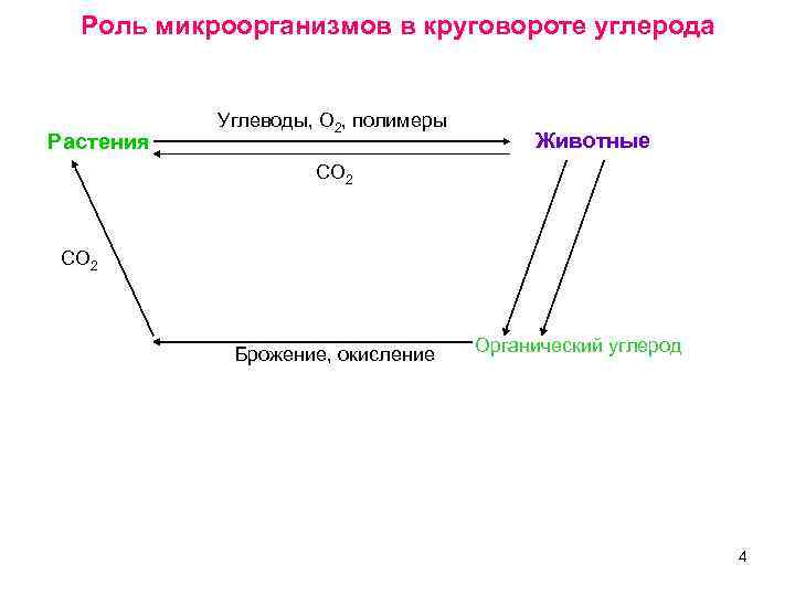 Роль микроорганизмов в круговороте углерода Растения Углеводы, О 2, полимеры Животные СО 2 Брожение,