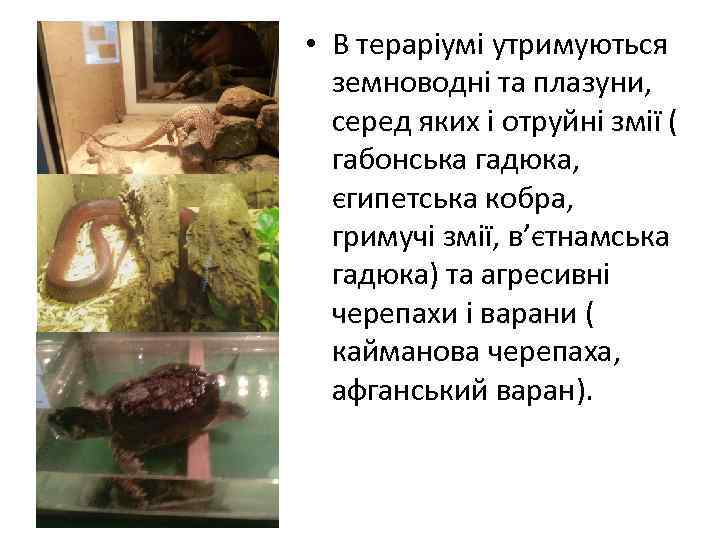 • В тераріумі утримуються земноводні та плазуни, серед яких і отруйні змії (