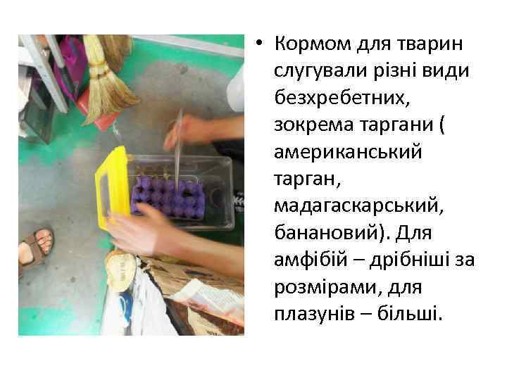 • Кормом для тварин слугували різні види безхребетних, зокрема таргани ( американський тарган,