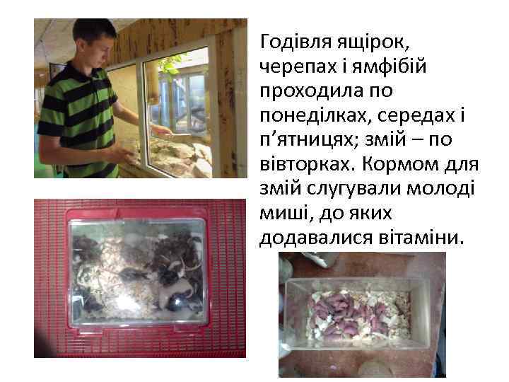 Годівля ящірок, черепах і ямфібій проходила по понеділках, середах і п’ятницях; змій – по