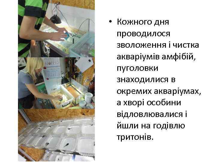  • Кожного дня проводилося зволоження і чистка акваріумів амфібій, пуголовки знаходилися в окремих