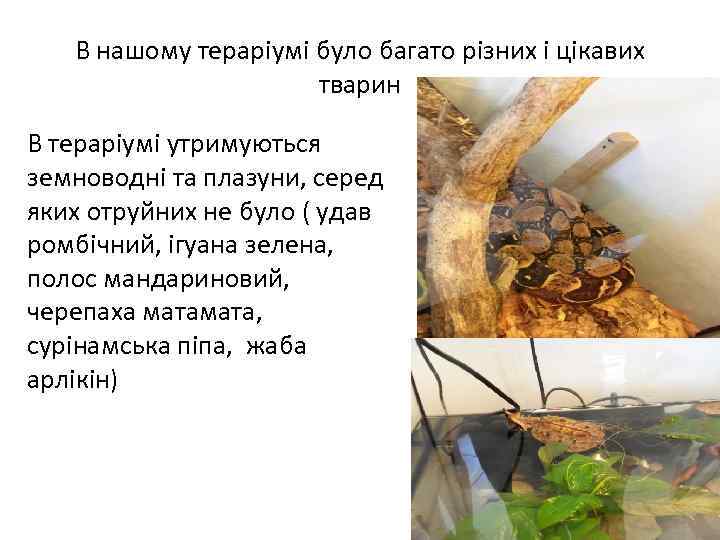 В нашому тераріумі було багато різних і цікавих тварин В тераріумі утримуються земноводні та