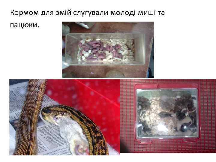 Кормом для змій слугували молоді миші та пацюки. 