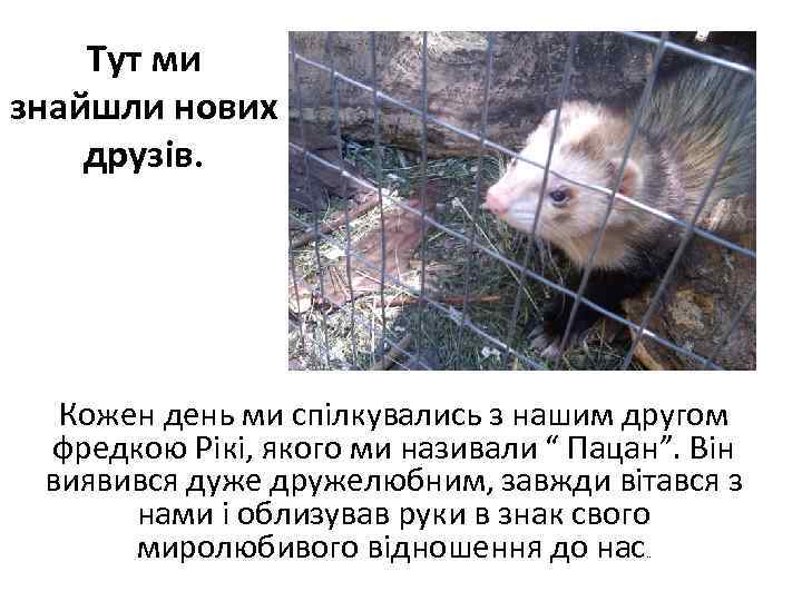 Тут ми знайшли нових друзів. Кожен день ми спілкувались з нашим другом фредкою Рікі,