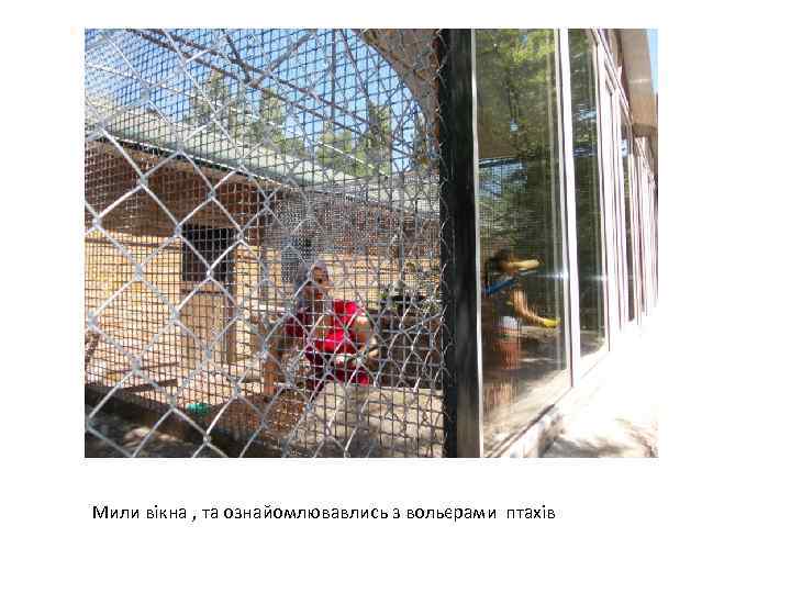 Мили вікна , та ознайомлювавлись з вольєрами птахів 