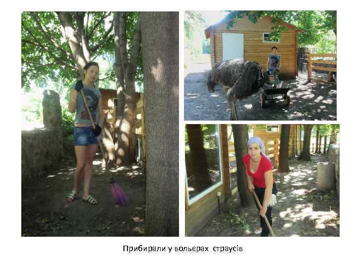Прибирали у вольєрах страусів 