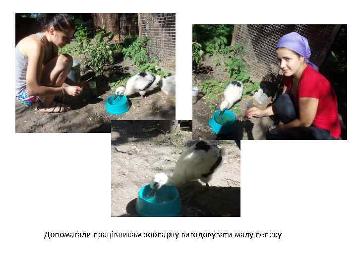 Допомагали працівникам зоопарку вигодовувати малу лелеку 