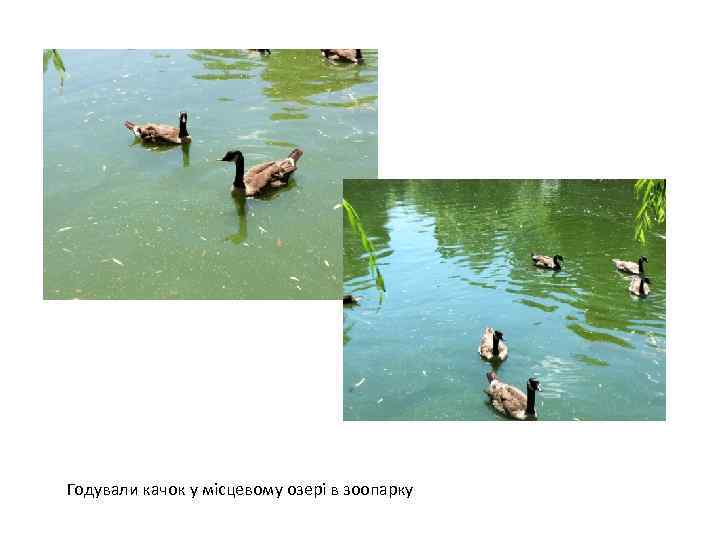 Годували качок у місцевому озері в зоопарку 