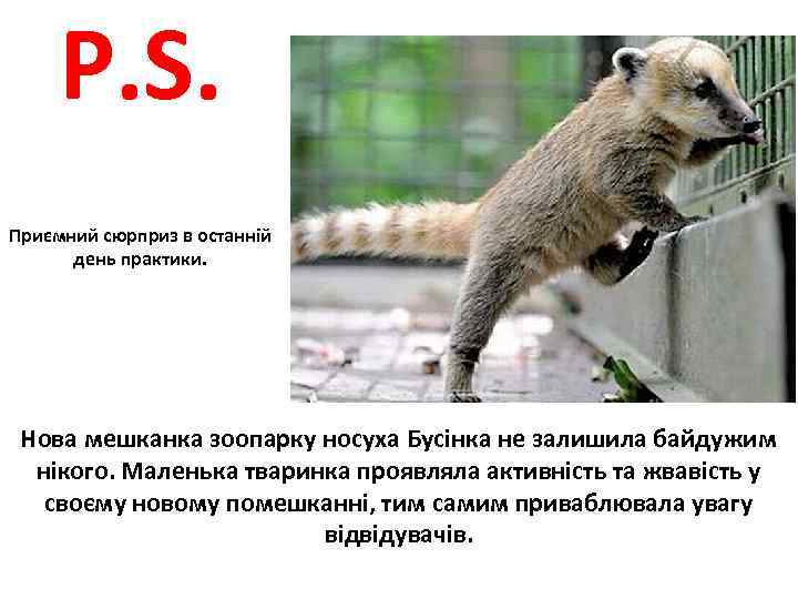 P. S. Приємний сюрприз в останній день практики. Нова мешканка зоопарку носуха Бусінка не